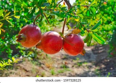 539 Anar Fruit Images, Stock Photos, 3D objects, & Vectors | Shutterstock