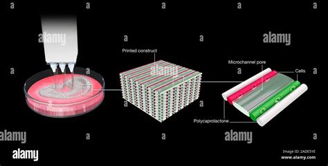 Stages Of 3d Bioprinting Illustration Three Dimensional 3d