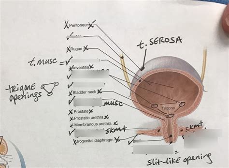 Bladder Ureters Labeling Diagram Quizlet