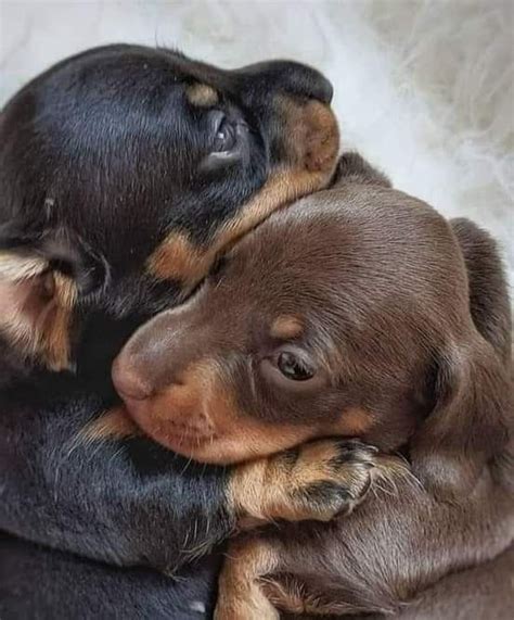 Pin von Mazef Anita auf chiots Dackel Hunderassen kleine hunde Süße