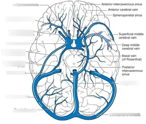 Venous Drainage Diagram Diagram Quizlet