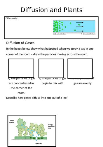 Gas Exchange in Plants | Teaching Resources