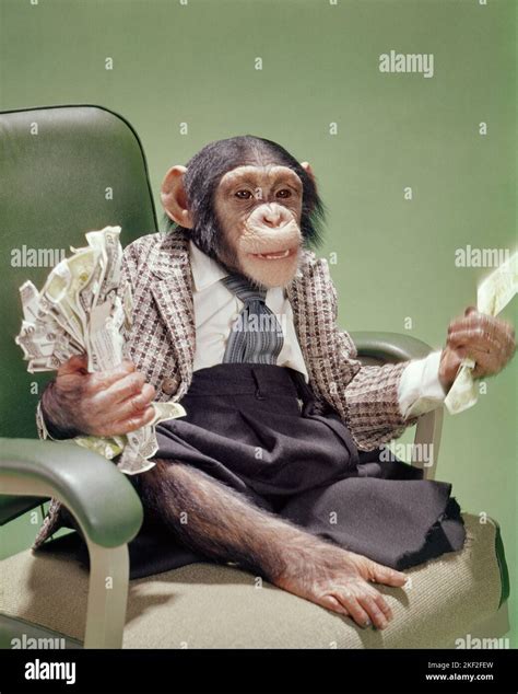 1960s Chimpanzee Wearing Business Suit Sitting In Office Chair Holding