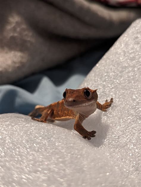 best gecko not eating at home 4