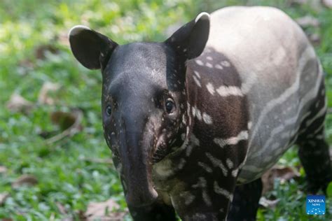 In Pics: Two-month-old baby Malayan tapir | Nepalnews