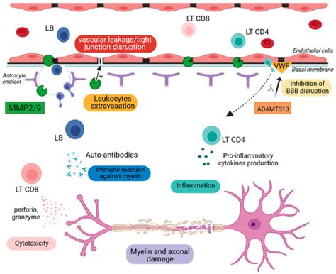 Ijms Free Full Text The Translatability Of Multiple Sclerosis