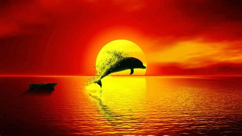 Dolphin 4k Wallpapers Top Free Dolphin 4k Backgrounds Wallpaperaccess