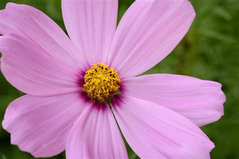 Pink Flower Close Up Royalty Free Photo