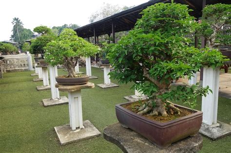 Premium Photo Beautiful Bonsai Tree