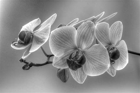 Midnight Orchid Photograph By Kim Hunker