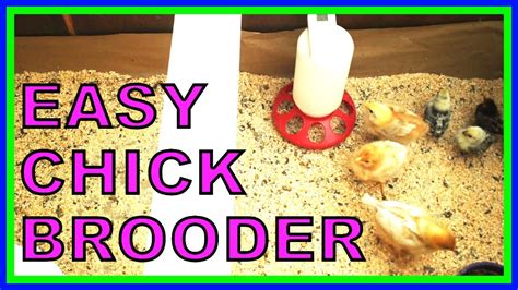 Chicken Coop Build On A Budget Chick Brooder Homesteading Youtube