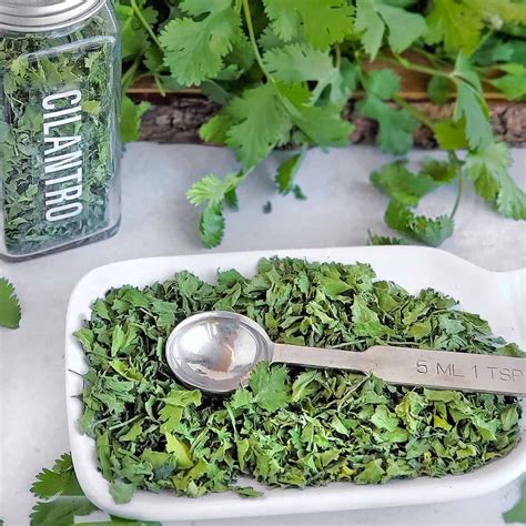 How To Make Cilantro Tea Recipes Benefits And Side Effects