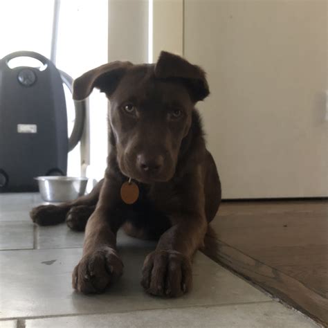 Chocolate Border Collie Lab Mix at John Hipple blog