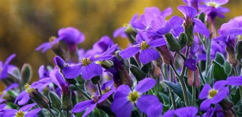 Nombres De Plantas Terrestres Plantas