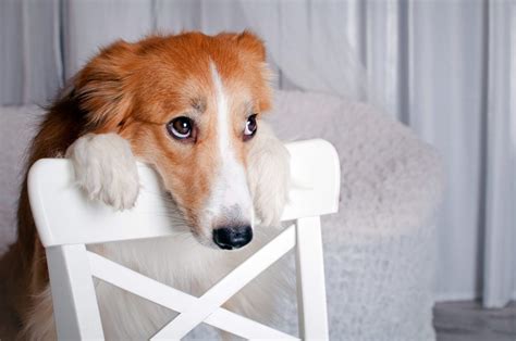 Signs of Anxiety in Your Dog and What to Do About It - HappyDogIsland.com