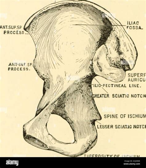 Obturator foramen hi-res stock photography and images - Alamy