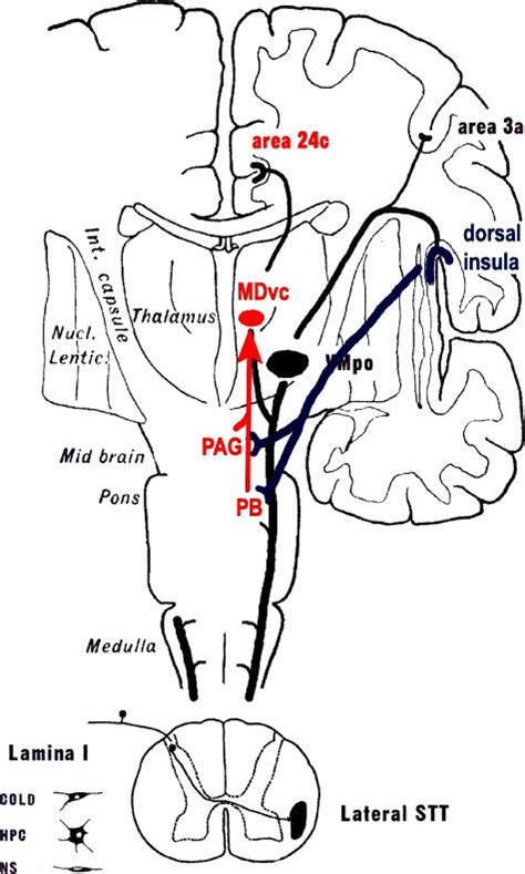 Schematic Of Projections From The Thalamic Nuclei And Multiple Pathways Download Scientific