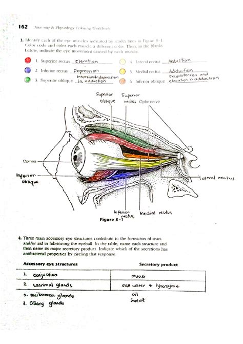 Solution Essentials Of Anatomy And Physiology By Elaine Marieb