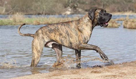 Brindle Dog Breeds 20 Beautiful Pups With A Stunning Coat