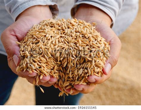 909 Threshing Grain By Hand Images Stock Photos Vectors Shutterstock