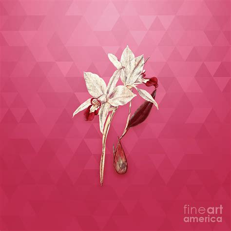 Vintage Two Edged Laelia In Gold On Viva Magenta Mixed Media By Holy