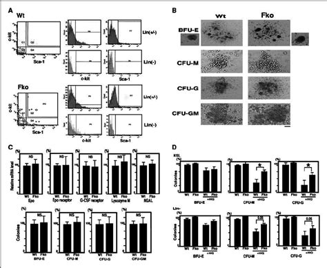 Differentiation And Colony Forming Capacity Of Bone Marrow Stem Cells Download Scientific