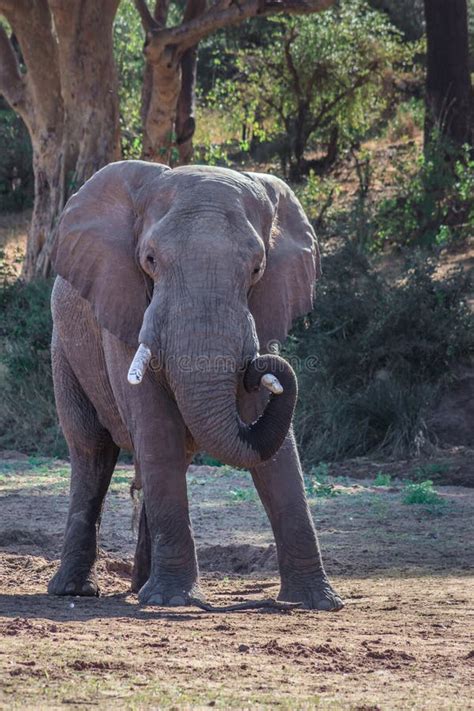 Dried Up River Bed With A Herd Of African Bush Elephant Loxodonta