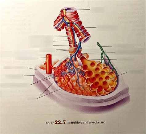 Bronchiole And Alveolar Sac Diagram Quizlet