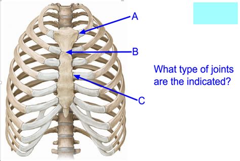 thorax anatomy Diagram | Quizlet