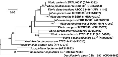 Neighbor Joining Phylogenetic Tree Based On NifH Sequences Showing The