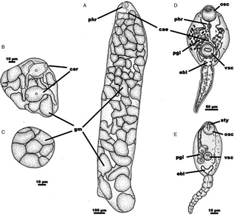 Drawings Of The Trematode Larval Stages From Asolene Platae Regatas