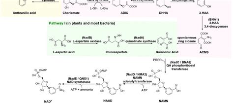 The three NAD + de novo biosynthesis pathways. Enzymes used in this ...