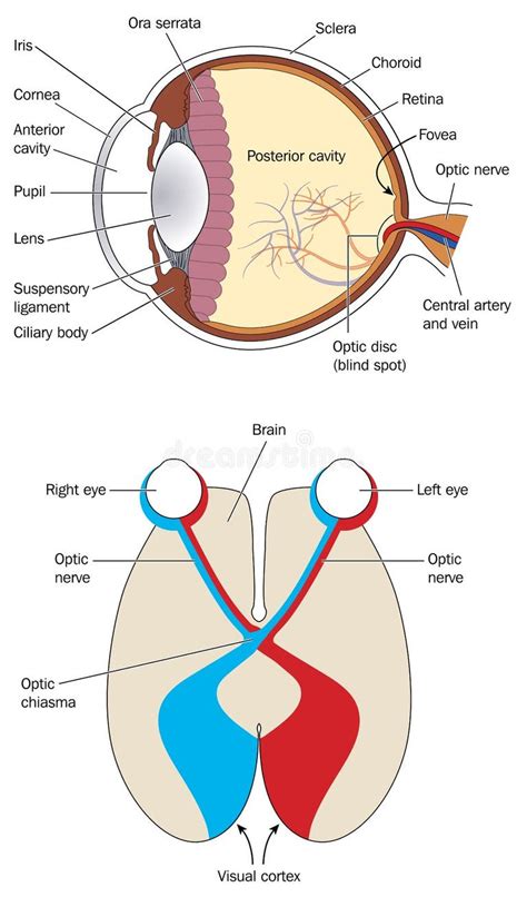 visual cortex stock illustrations  visual cortex stock