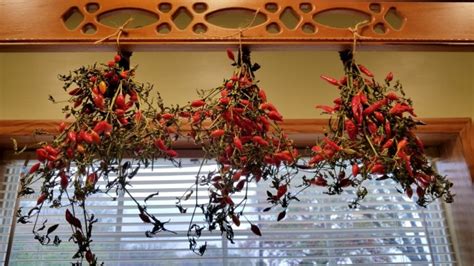 Hot Ornamental Pepper NuMex Twilight Seeds Naturally Grown Garden