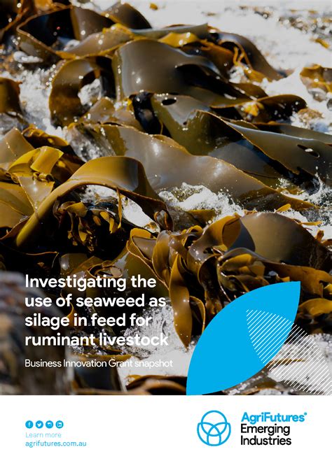 Investigating The Use Of Seaweed As Silage In Feed For Ruminant