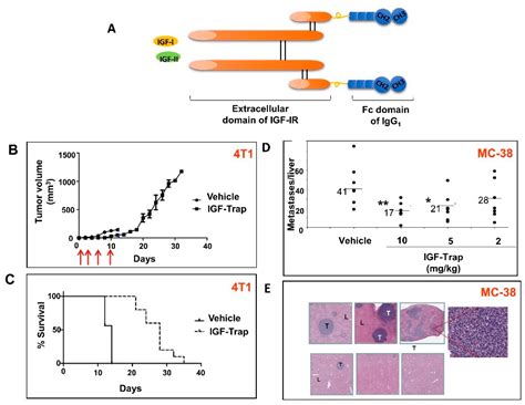 Cells Free Full Text Targeting The Igf Axis For Cancer Therapy