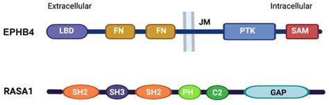 Ephb4 Rasa1 Mediated Negative Regulation Of Ras Mapk Signaling In The Vasculature Implications