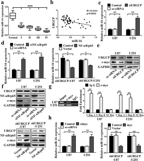 Urgcp Represses Mir Expression Through Nf B C Myc Pathway A