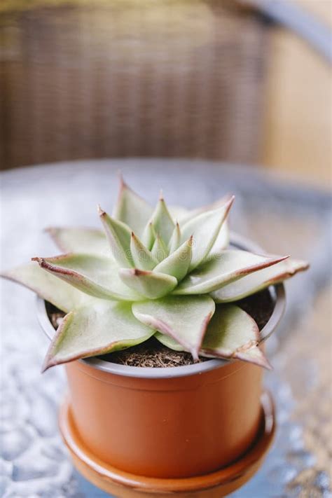 Plant Cactus with Spikes on the Ends Stock Image - Image of succulent ...