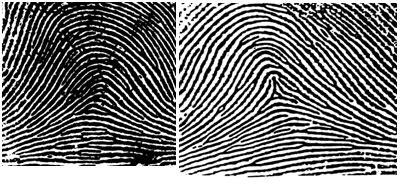 Fingerprint Identification - Advantages & Applications - EEWeb