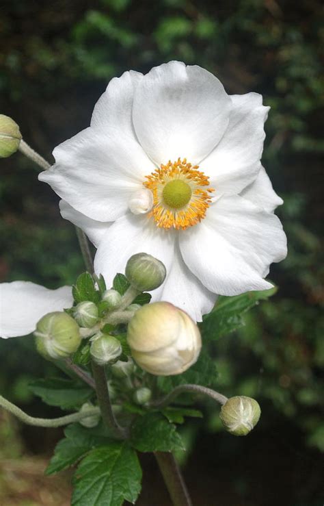 White Japanese Anemone V Photograph by Lynne Iddon - Pixels