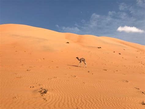 Private Day Trip To Grand Mosque Wahiba Sands GetYourGuide