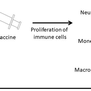 Initial stages in the immunomodulatory action of β glucans Scheme