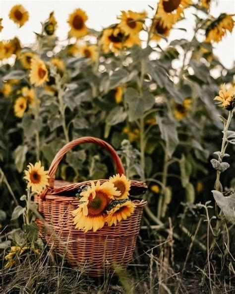 Pin By Nata Snegurskaya On Summer Sunflower Field Pictures Vintage