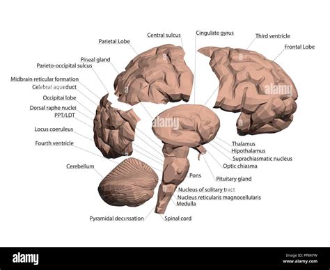 Structure of the human brain. All names that make up the brain are ...