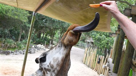 The Brevard Zoo is in the running to be among the top in North America