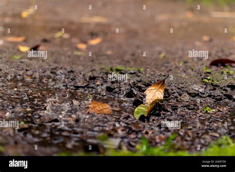 Rainwater Accumulated In The Small Pit Of Road With Dry Leaf And