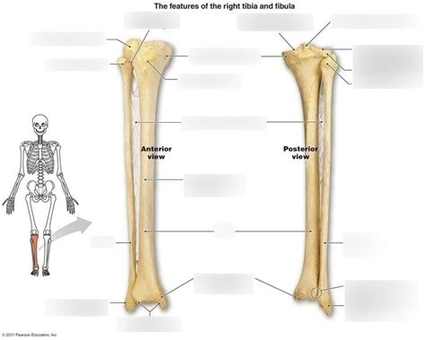 Labeling The Tibia And Fibula Diagram Quizlet