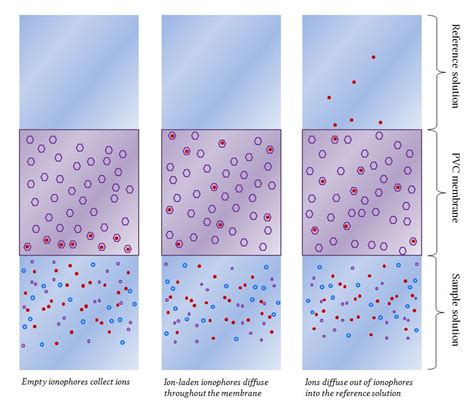 Ion Selective Electrode Membranes Deranged Physiology