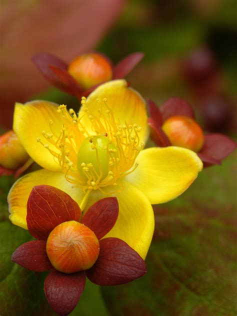 Kostenlose Foto Natur Pflanze Blume Bl Tenblatt Orange Pollen